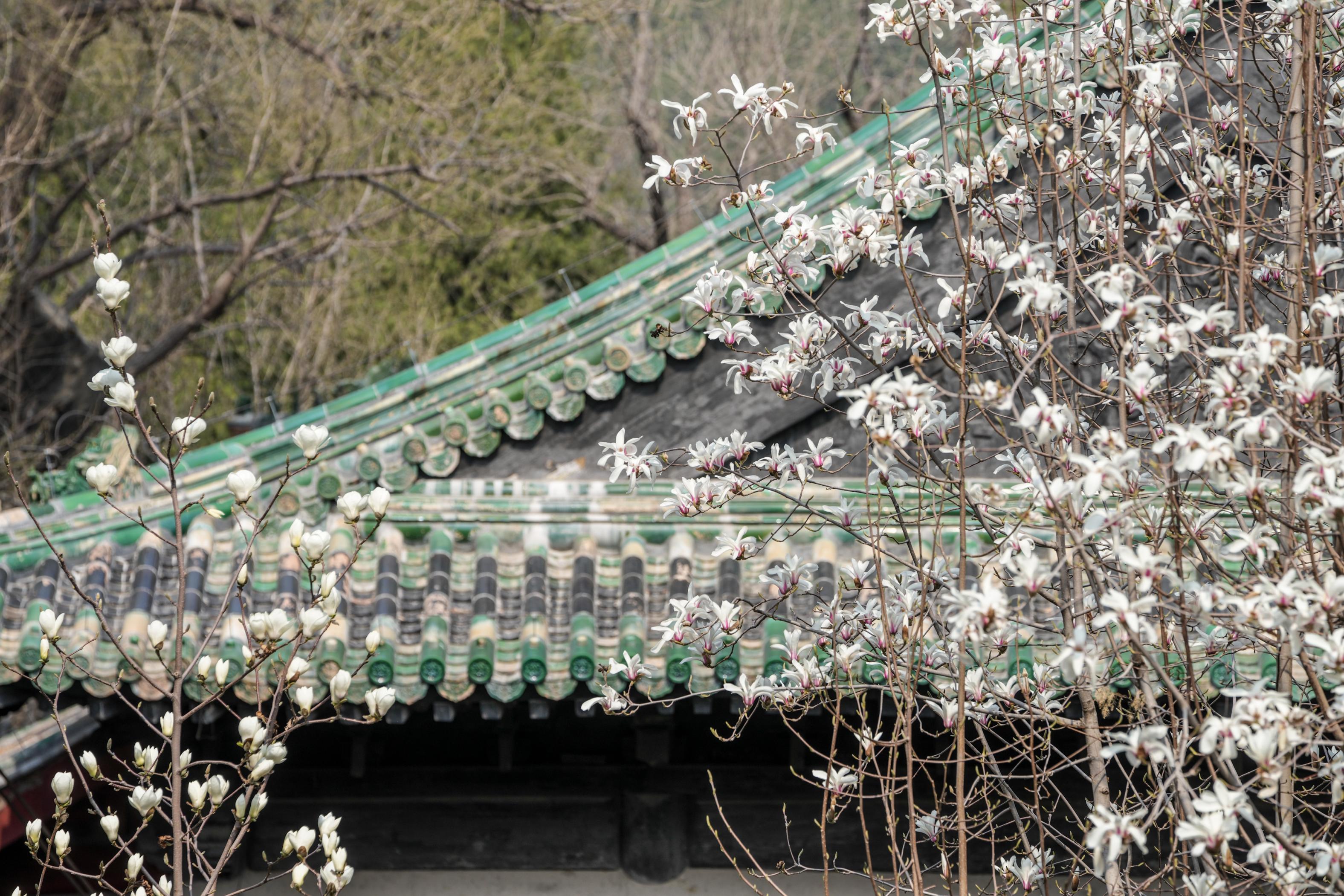 大覺寺古玉蘭