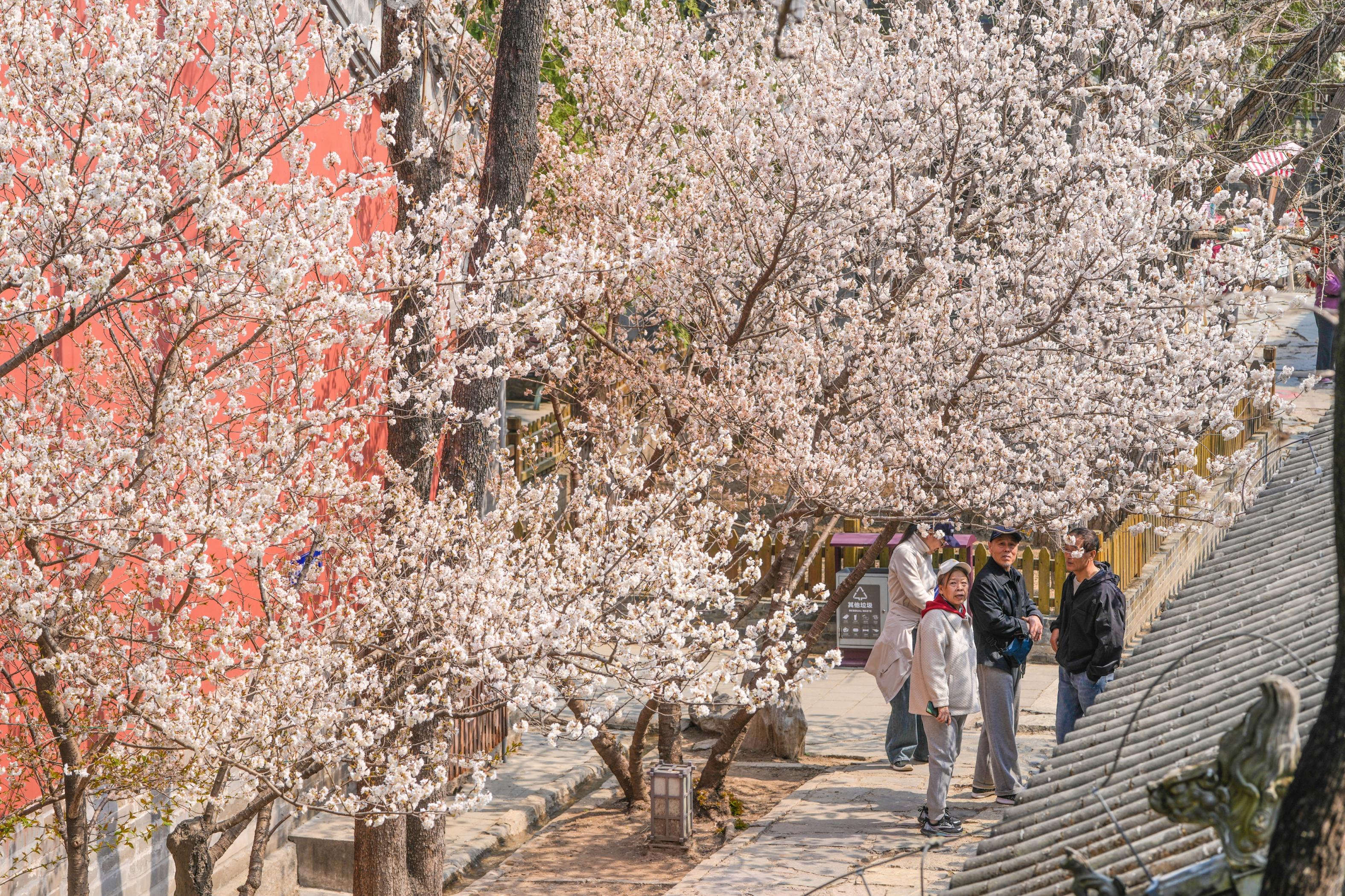 大覺寺春花